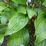 Hosta lancifolia Leaf