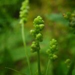 Mercurialis canariensis Flower