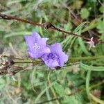 Campanula persicifoliaപുഷ്പം