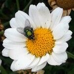 Leucanthemopsis alpina 花