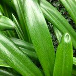 Agapanthus spp. Blad