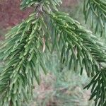 Abies cilicica ഇല