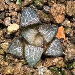 Haworthia marxii Leaf