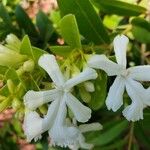 Oxera neriifolia Blüte