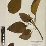 Coussapoa nitida Plod