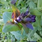 Cerinthe major Blad