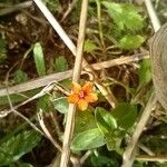 Lysimachia arvensisFlower