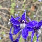 Delphinium nuttallianum Flower