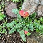 Erodium botrys Levél