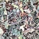 Vigna vexillata Folha