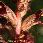 Orobanche gracilis Flor