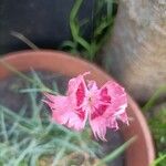 Dianthus plumariusFlower