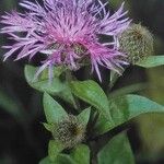 Centaurea phrygia Цветок