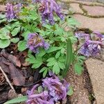 Corydalis solida Λουλούδι