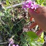 Phlox pilosa Hoja