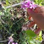 Phlox pilosa Leaf