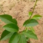Mansoa alliacea Leaf