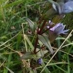 Gentianella germanica Folha