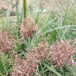 Cyperus latifolius Квітка