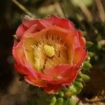 Opuntia tomentosa Blüte