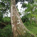 Pachira aquatica Habit