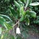 Crinodendron patagua List