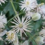 Clematis vitalbaFlower