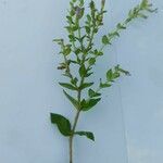 Cuphea calophylla Leaf