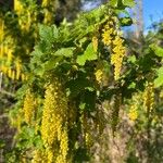 Ribes magellanicum Flor