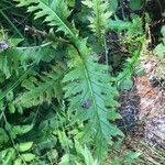 Cirsium rivulare Likasa