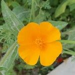 Eschscholzia californicaFlower