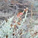 Anabasis articulata Flower