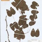 Schnella glabra Leaf