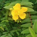 Hypericum patulum Fleur