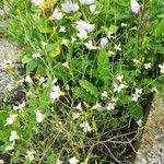 Arabidopsis arenosa Blomst
