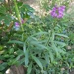 Physostegia virginianaΛουλούδι