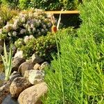 Typha minima Flor