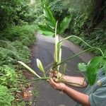 Philodendron tripartitum Autre