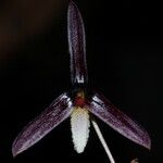 Bulbophyllum leucoglossum