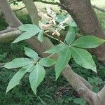 Aesculus pavia Leaf