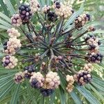 Osmoxylon lineare Fruit