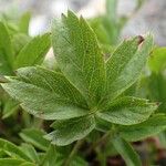 Potentilla caulescens Foglia