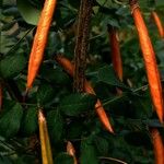 Caragana arborescens Ffrwyth