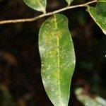 Xylopia richardii Leaf