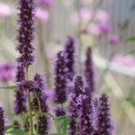 Agastache rugosa Fula