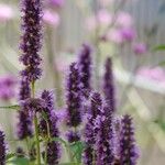 Agastache rugosa Λουλούδι