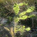 Opuntia littoralis Lapas