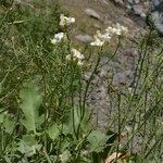 Brassica insularis Habit