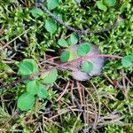 Linnaea borealis Hostoa