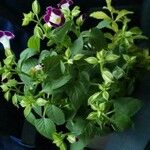 Torenia fournieri Цветок